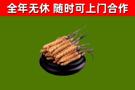 江安烟酒回收冬虫夏草.jpg